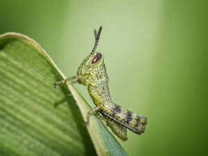 Baby Grasshopper