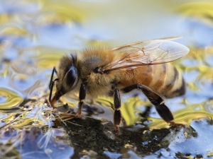 Bee Drinking Water