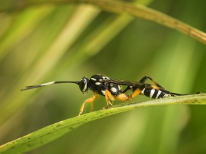 Black & White Striped Ichneumon Wasp