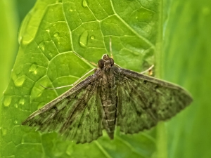 Cabbage Moth on Lettace Leaf