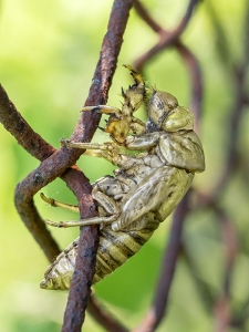 Cicada Skin on Fence