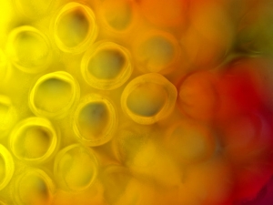 Coloured Straws Abstract Focus