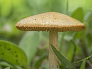 Driveway Mushroom