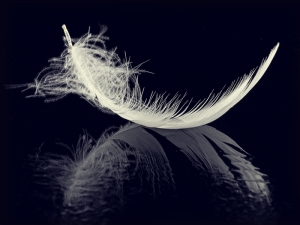 Feather Reflected