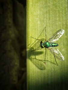 Fly & Shadow