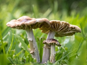 Footpath Mushroom Family