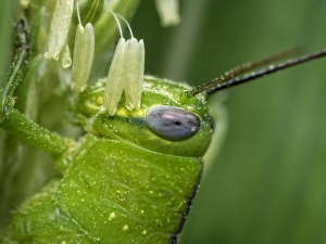 Grasshopper Breakfast