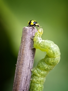 Ladybird & Caterpillar Race