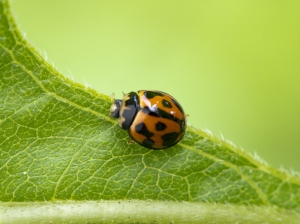 Ladybird on Sunflower Leaf