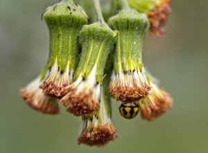 Ladybird underneath Emilia Coccinea Buds