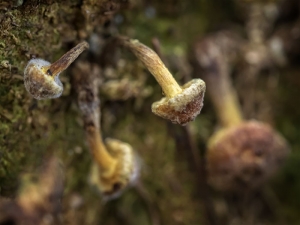 Mushroom Patch Decayed Bunch