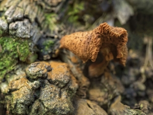 Mushroom Patch Decayed