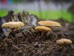 Mushroom Patch Family