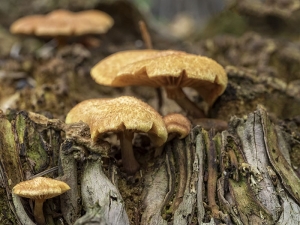 Mushroom  Patch Group