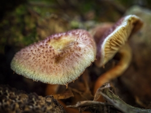 Mushroom Patch Hairy