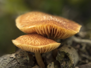 Mushroom Patch One on Top