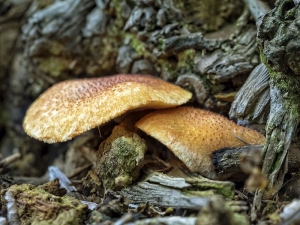 Mushroom Patch  Oerlapping