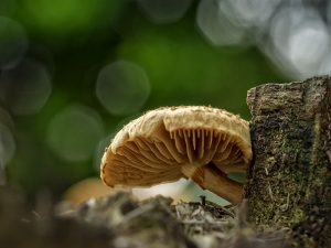 Mushroom Patch Single Mushroom