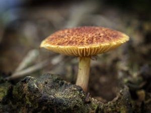 Mushroom Patch Single