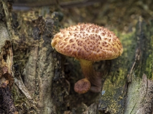 Mushroom Patch Sitting Between Baby