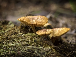 Mushroom Patch Three on Moss