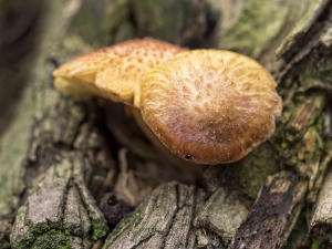 Mushroom Patch Two Together