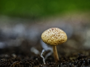 Tree Stump Tiny Mushroom Closer