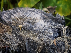 Tree Stump Tiny Mushroom Wider View