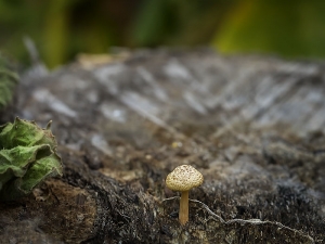 Tree Stump Tiny Mushroom