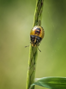 Shield Bug on Corn Stalk