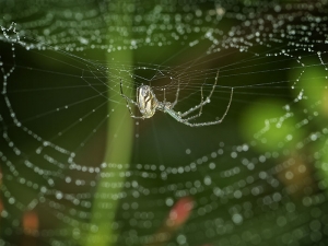 Silver Spider, Web & Rain Drops