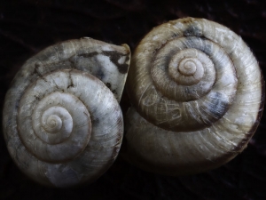 Snail Shells 2