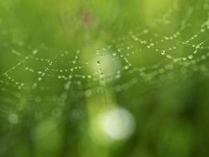 Silver Spider, Web & Rain Drops