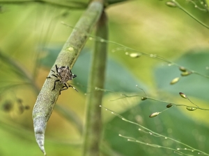 Stink Bug on Bean