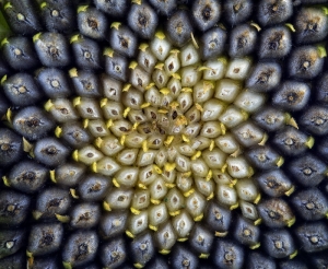 Sunflower Seeds