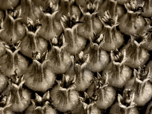 Sunflower Stamens