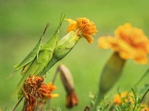 Vegetable Grasshoppers on Marigolds