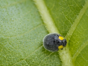 Yellow Shouldered Ladybird