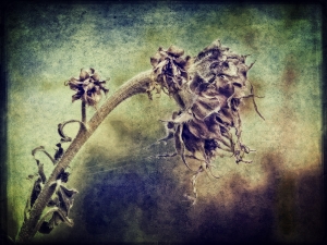 Decaying Sunflower